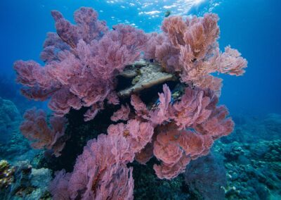 Bali Nurkowanie - koralowce w Amed