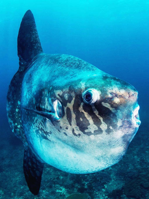 Bali Nurkowanie - Mola Mola (rybogłów)